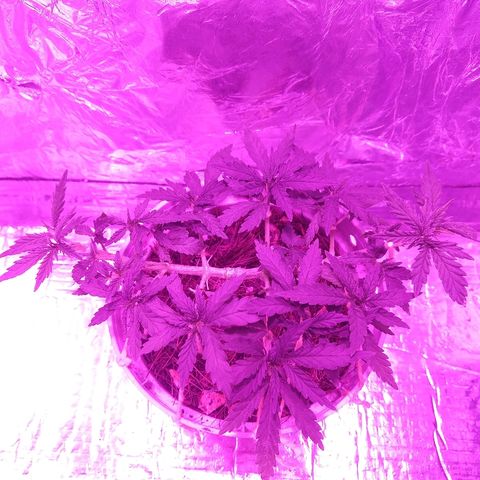 Prenseed #1 growlog timeline photo
