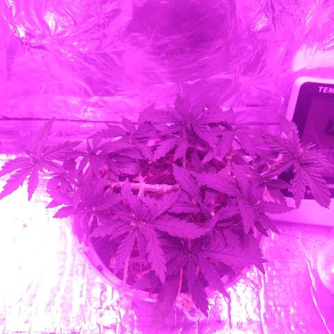 Prenseed #1 growlog timeline photo