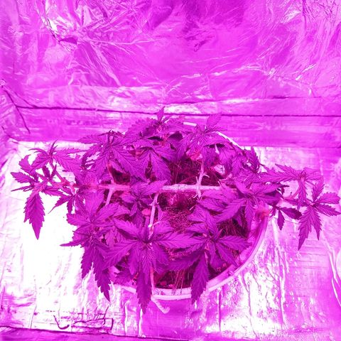 Prenseed #1 growlog timeline photo