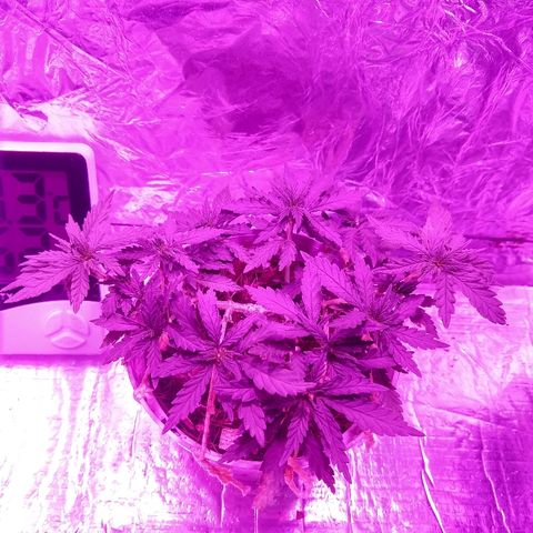 Prenseed #1 growlog timeline photo