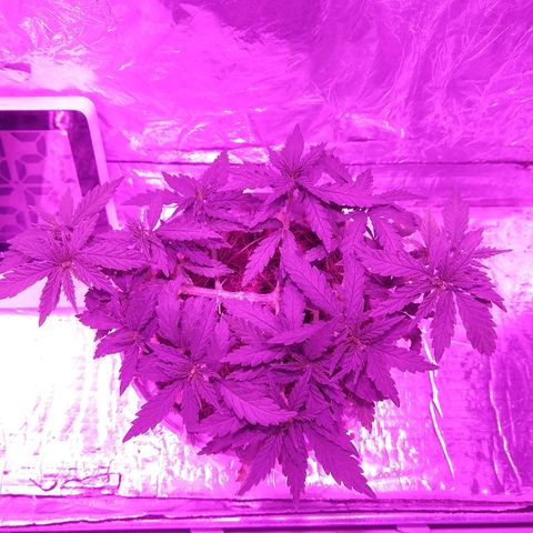 Prenseed #1 growlog timeline photo
