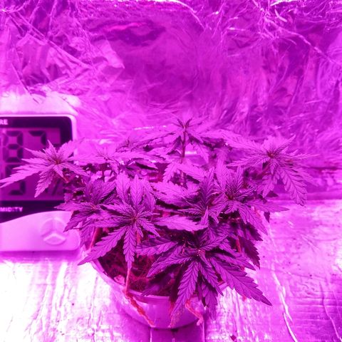 Prenseed #1 growlog timeline photo