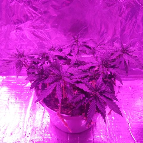 Prenseed #1 growlog timeline photo