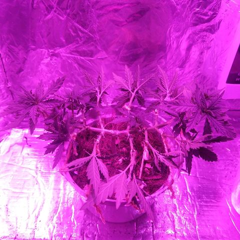 Prenseed #1 growlog timeline photo