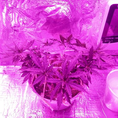 Prenseed #1 growlog timeline photo