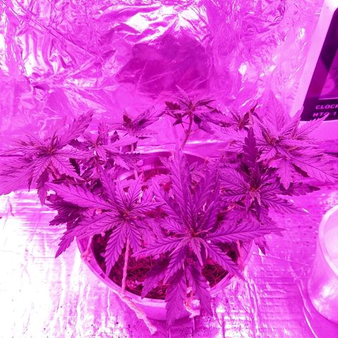 Prenseed #1 growlog timeline photo