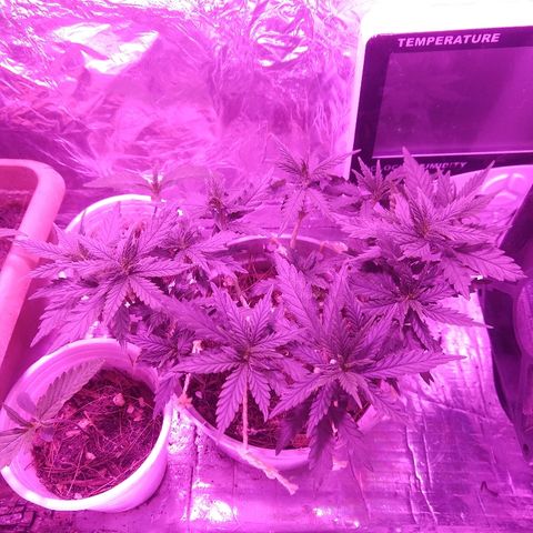 Prenseed #1 growlog timeline photo