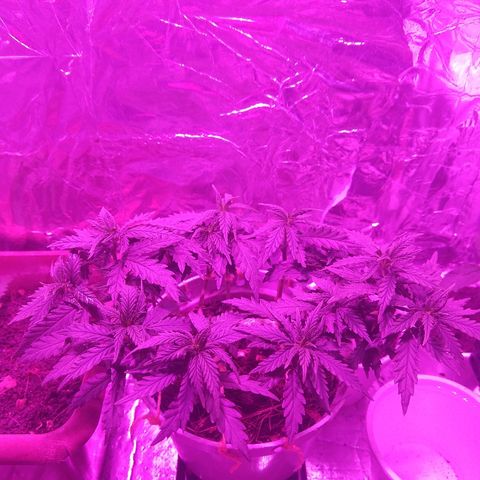 Prenseed #1 growlog timeline photo
