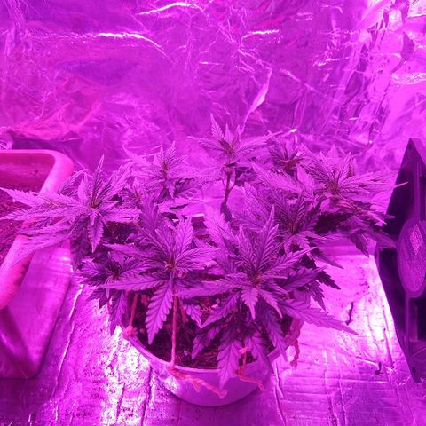 Prenseed #1 growlog timeline photo