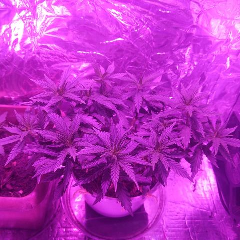 Prenseed #1 growlog timeline photo