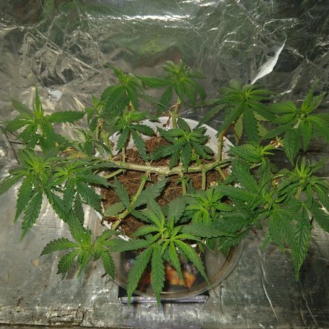 Prenseed #1 growlog timeline photo