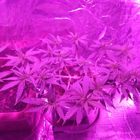 Prenseed #1 growlog timeline photo