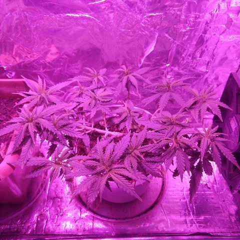 Prenseed #1 growlog timeline photo