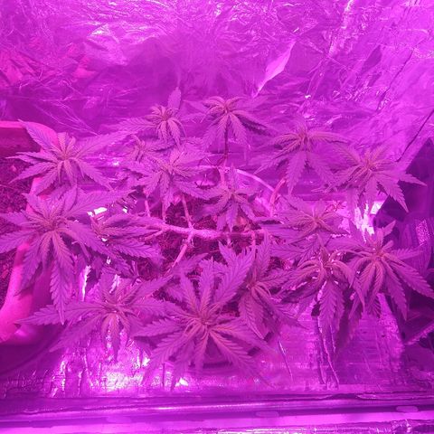 Prenseed #1 growlog timeline photo