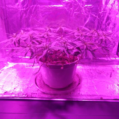 Prenseed #1 growlog timeline photo