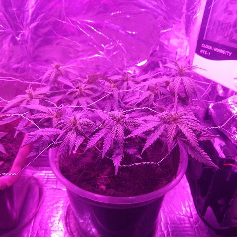 Prenseed #1 growlog timeline photo
