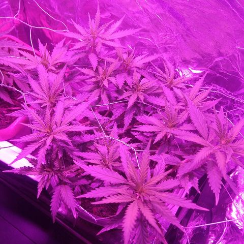 Prenseed #1 growlog timeline photo