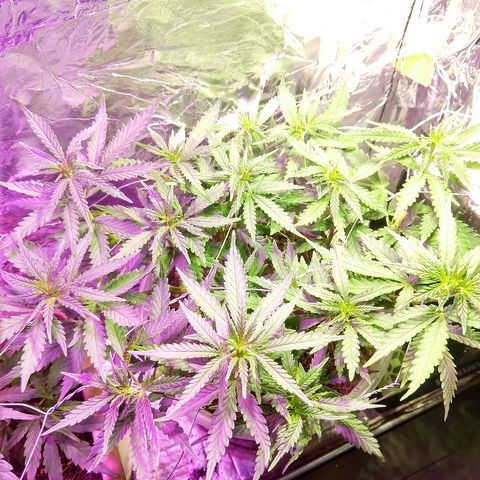 Prenseed #1 growlog timeline photo