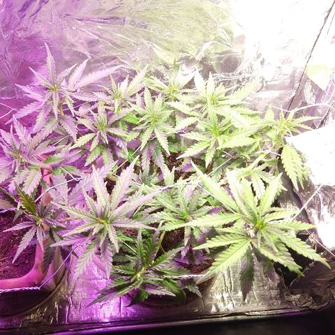 Prenseed #1 growlog timeline photo