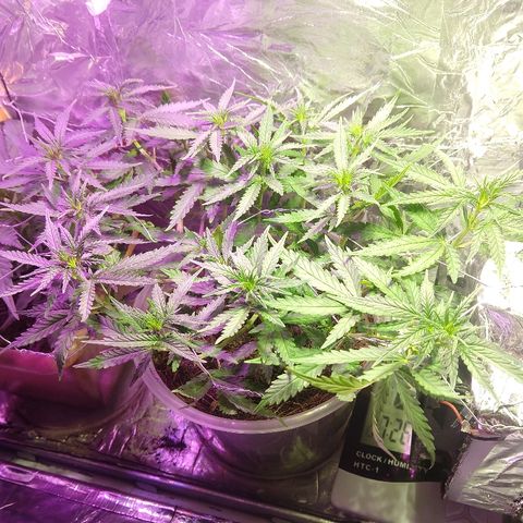 Prenseed #1 growlog timeline photo