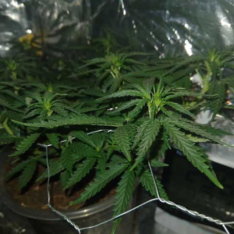 Prenseed #1 growlog timeline photo