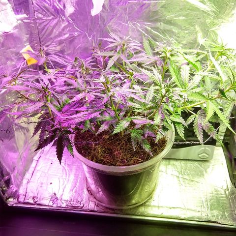 Prenseed #1 growlog timeline photo
