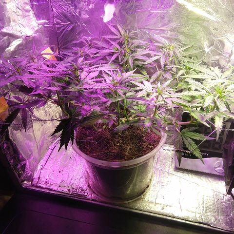 Prenseed #1 growlog timeline photo