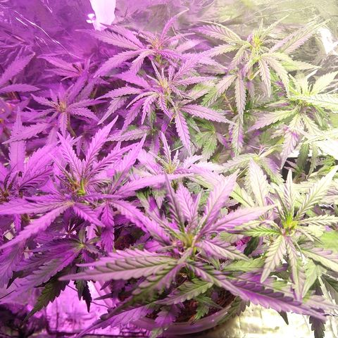 Prenseed #1 growlog timeline photo