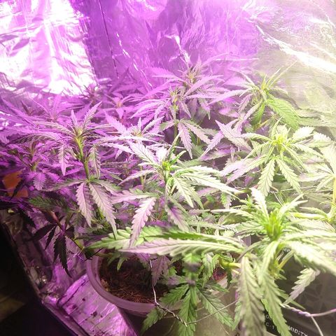 Prenseed #1 growlog timeline photo