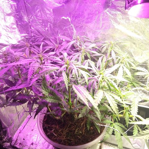 Prenseed #1 growlog timeline photo
