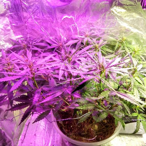 Prenseed #1 growlog timeline photo