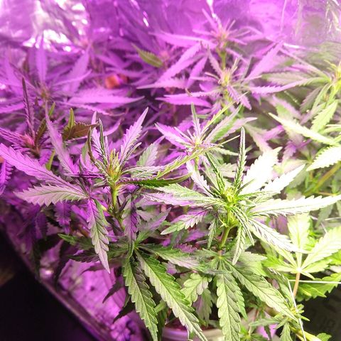 Prenseed #1 growlog timeline photo