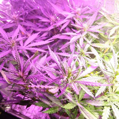 Prenseed #1 growlog timeline photo