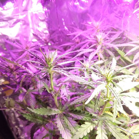 Prenseed #1 growlog timeline photo
