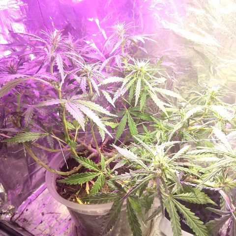Prenseed #1 growlog timeline photo