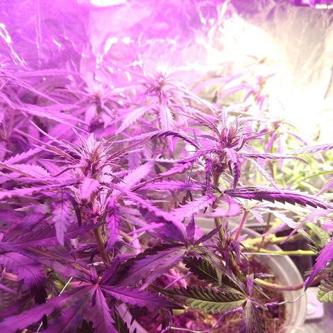 Prenseed #1 growlog timeline photo