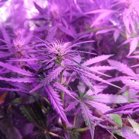 Prenseed #1 growlog timeline photo