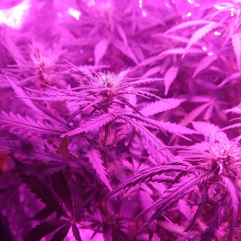 Prenseed #1 growlog timeline photo