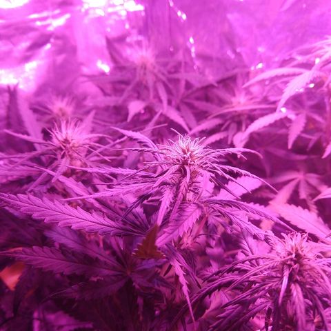 Prenseed #1 growlog timeline photo