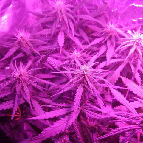 Prenseed #1 growlog timeline photo