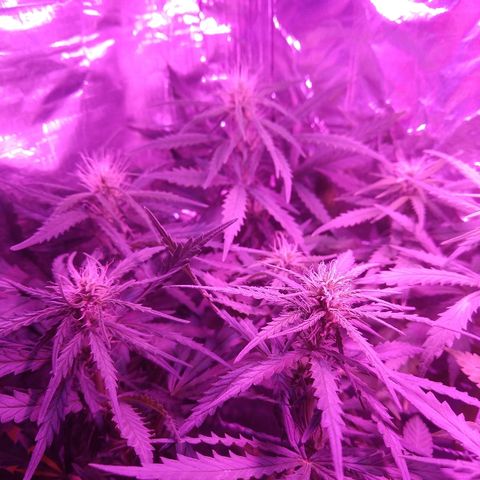 Prenseed #1 growlog timeline photo
