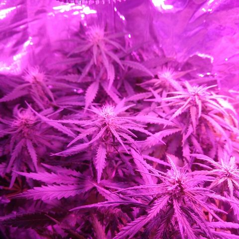 Prenseed #1 growlog timeline photo