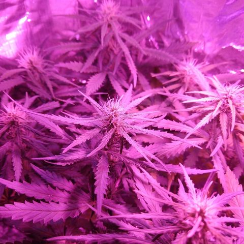 Prenseed #1 growlog timeline photo