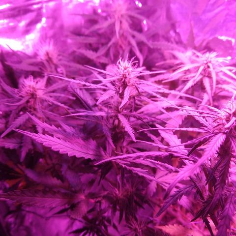 Prenseed #1 growlog timeline photo
