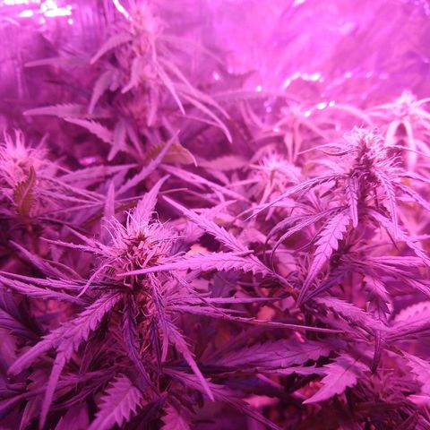 Prenseed #1 growlog timeline photo