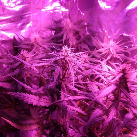 Prenseed #1 growlog timeline photo