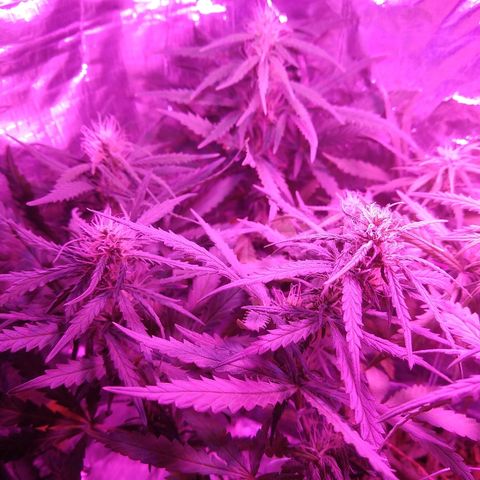 Prenseed #1 growlog timeline photo