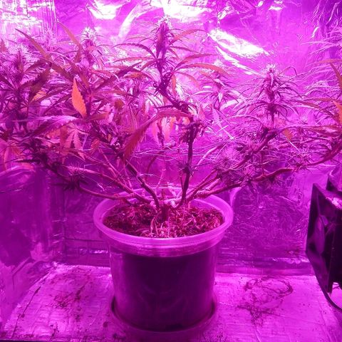 Prenseed #1 growlog timeline photo
