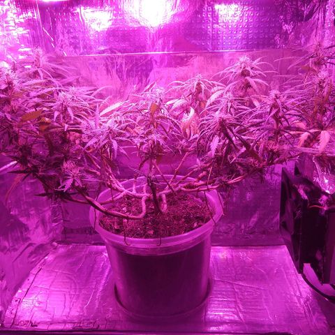 Prenseed #1 growlog timeline photo