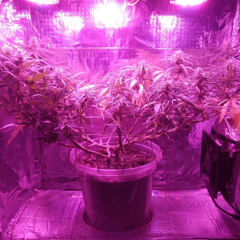 Prenseed #1 growlog timeline photo